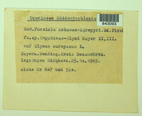 Puccinia actaeae-agropyri image